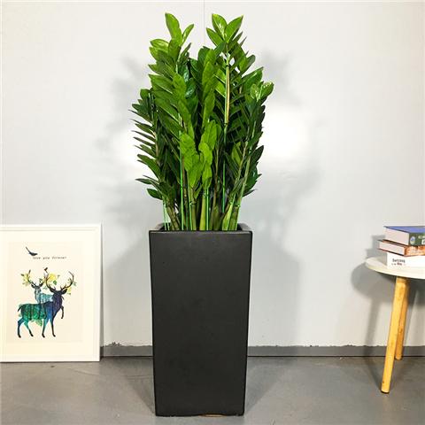 招财绿植有哪些 养金钱树能招财-散尾葵和金钱树哪个好
