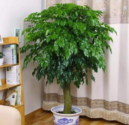想发财就必须要在家里种的三种树！转运又聚财！-十种最旺客厅的树