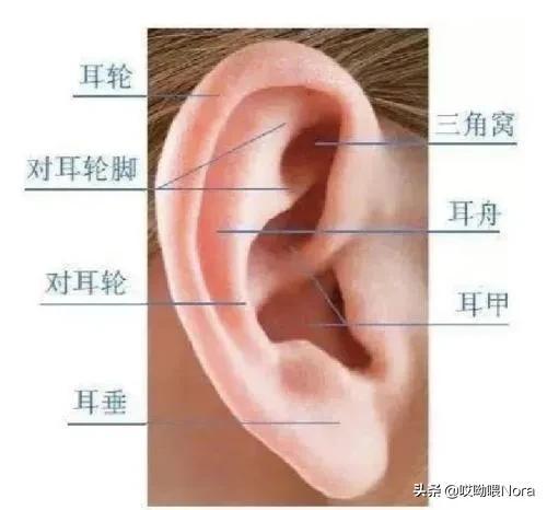 耳相算命图解大全女-公务员遴选需要哪些条件