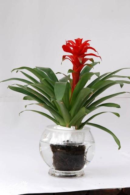 哪些植物放客厅比较旺财 客厅禁忌的植物-适合客厅养的绿植有哪些