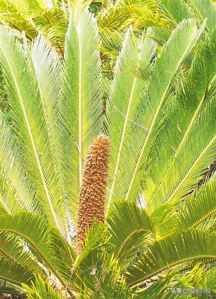 植物中的活化石：铁树放在室内风水好吗-铁树结果代表什么