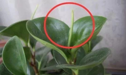 植物风水详解：豆瓣绿的风水作用-豆瓣绿盆小能养吗