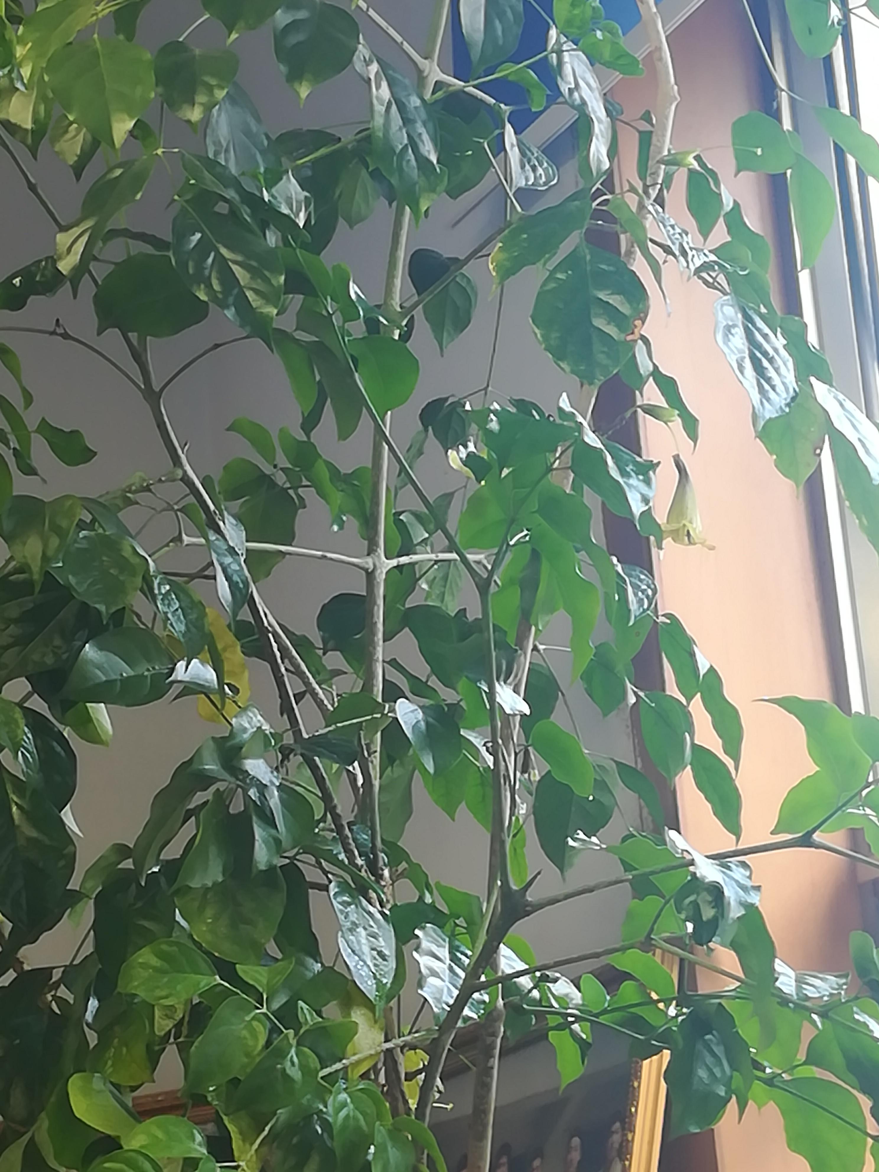 幸福树的风水对家居有着什么样的影响？-幸福树上支剪掉能够活吗