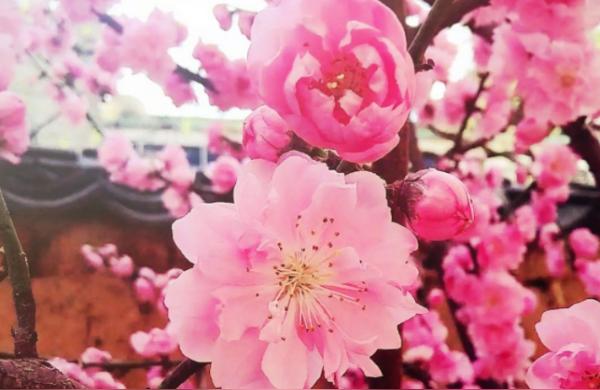 桃花合什么意思合字最初的意义