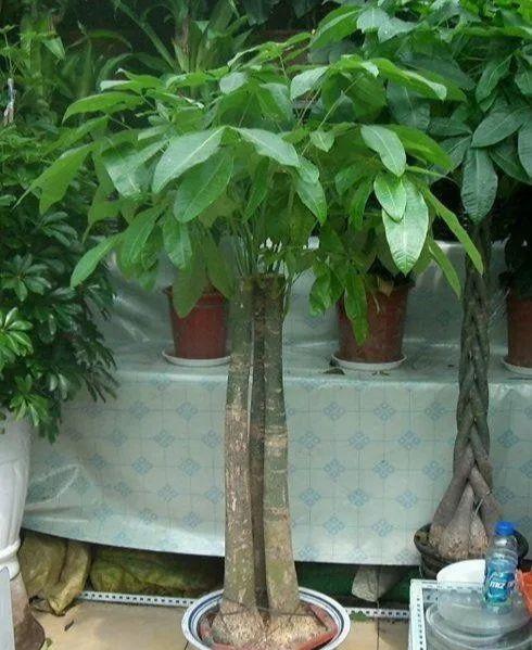 办公室的植物风水讲究 发财树聚发财-办公室绿植摆放顺序