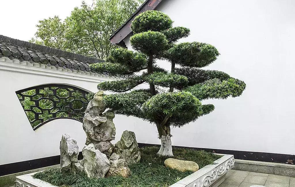 植物风水：罗汉松，吉祥守护神-什么植物做篱笆好