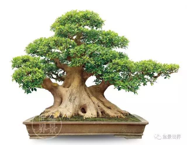 榕树盆景风水有什么用途？-黄金榕的花语