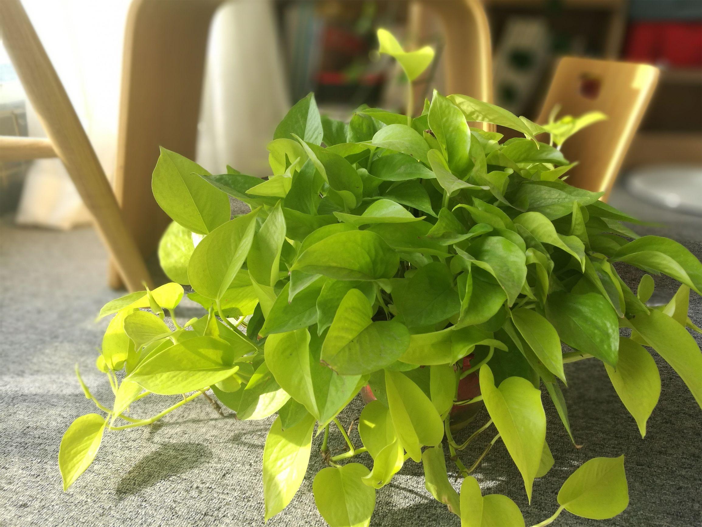 黄金葛是绿萝吗，黄金葛和绿萝的区别-绿萝和金钻是通一种植物吗