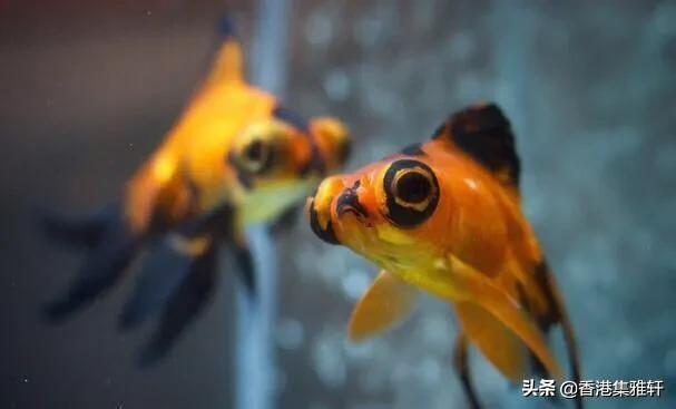 店里摆放什么可以招揽生意招财-洗车店挂什么物件招才