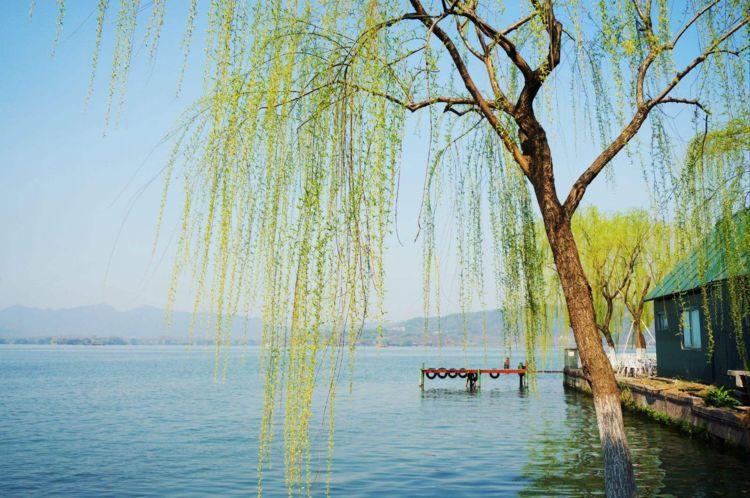 镇宅又旺财 风水树种要知道-东北十大吉祥之树