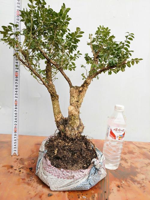 工作室盆栽这样摆，财运滚滚来-阳台改造为茶室的最佳方案是什么