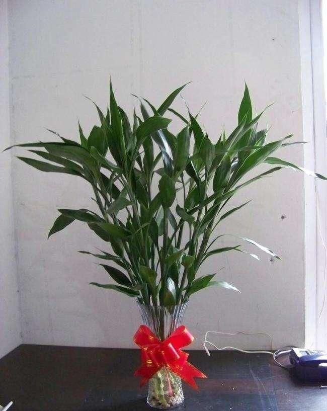 如何用花瓶来提升家中的财运-落地花瓶怎么插花