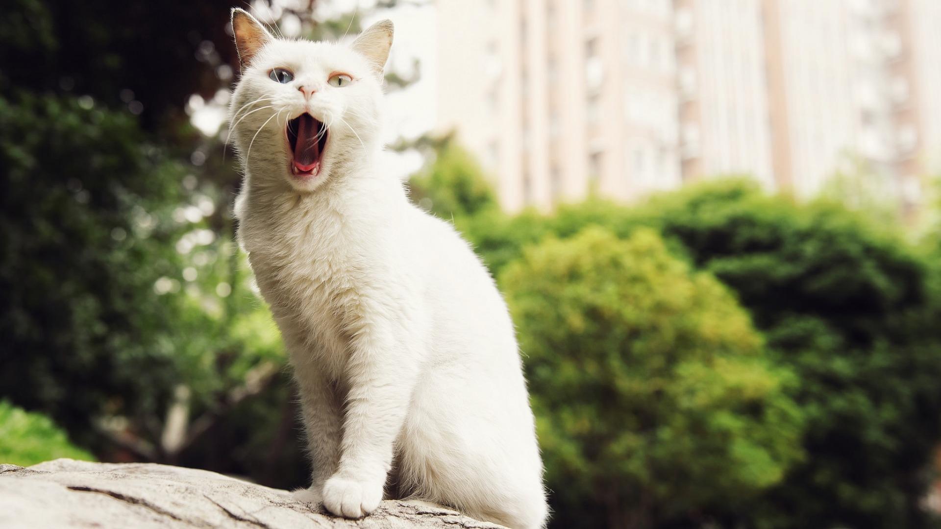 12星座遇到小猫运势-你们对接触过的天蝎座女生印象怎么样