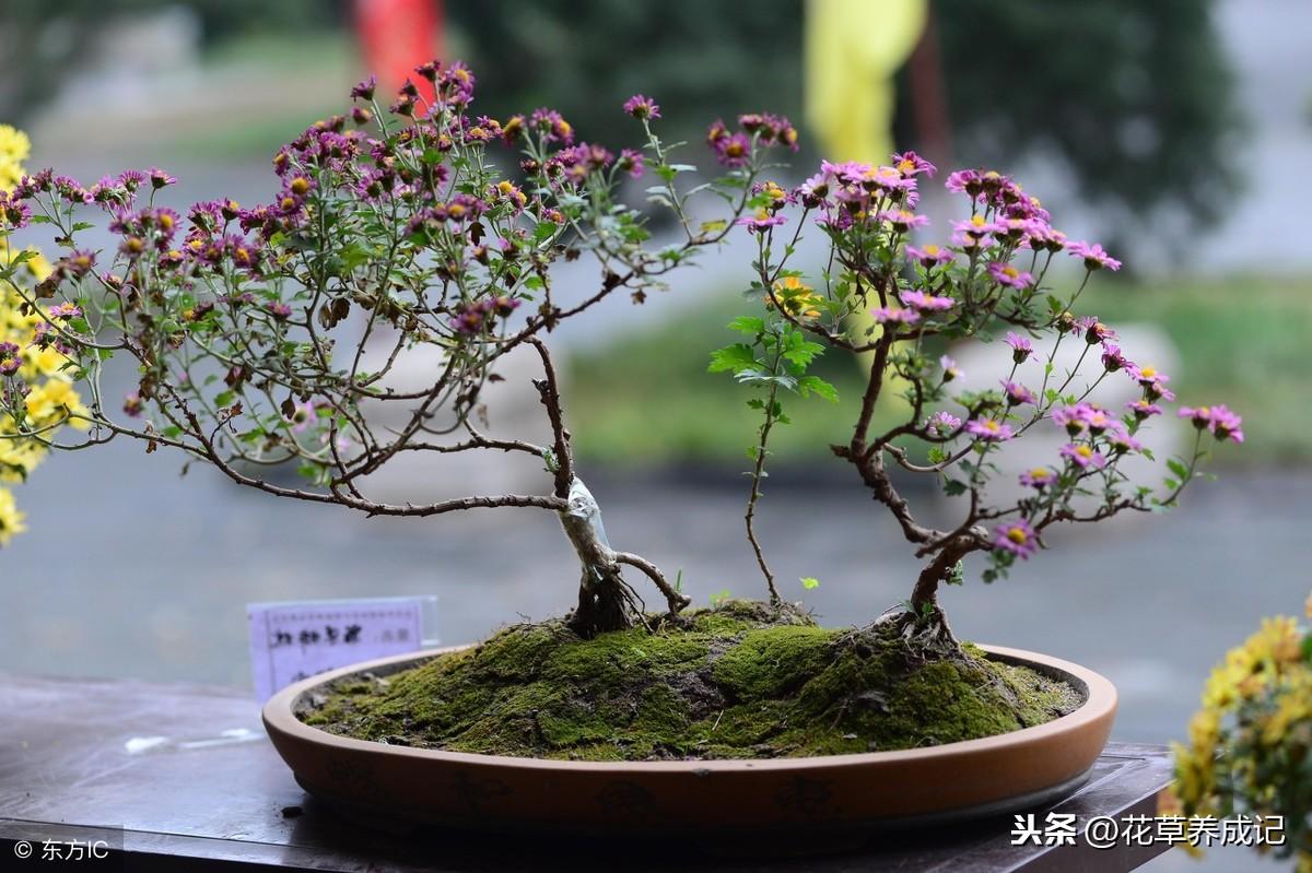 适合办公桌摆放的花 花卉摆放注意什么-适合办公桌摆放的花有哪些