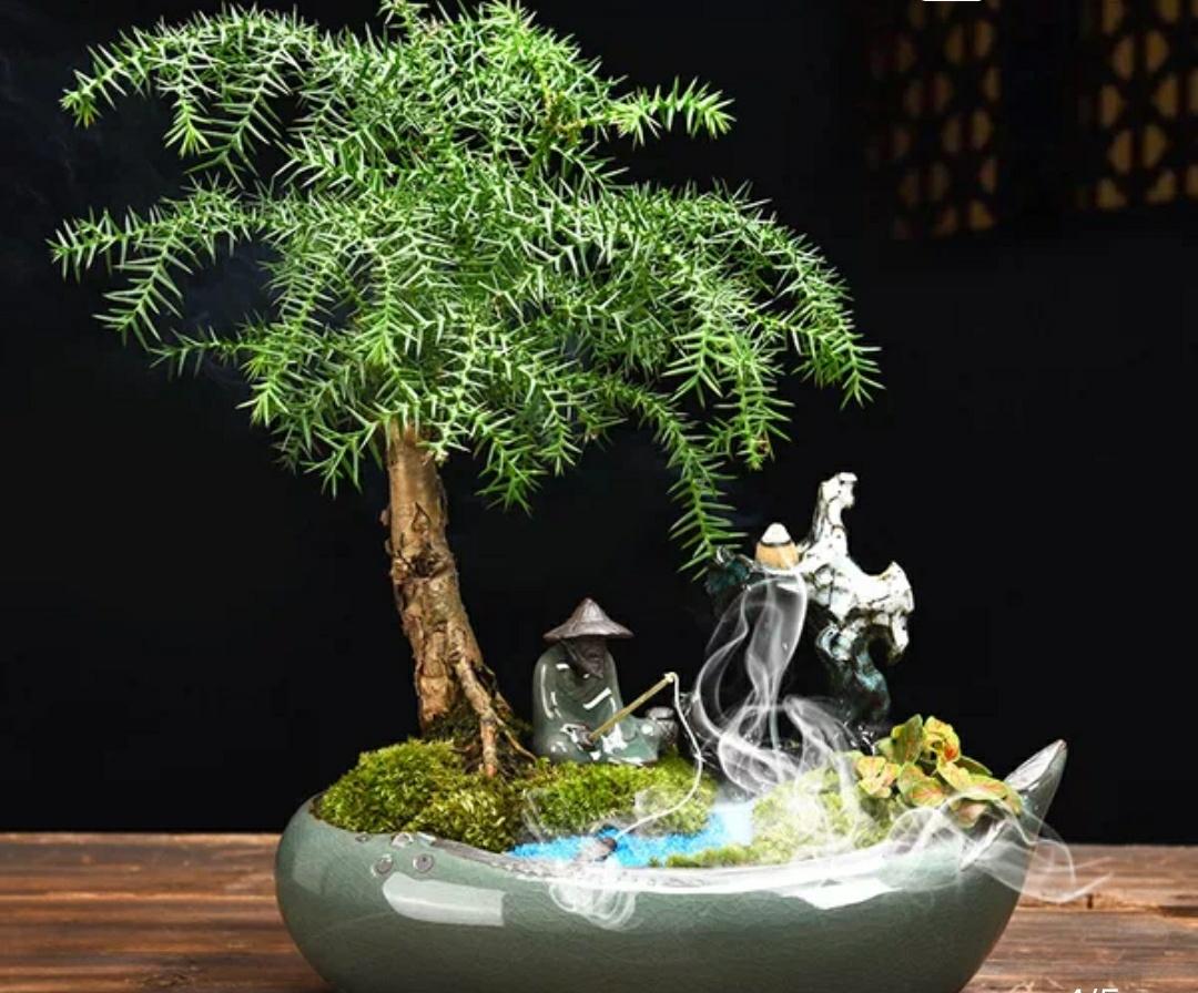 澳洲杉的风水作用，可以放在哪里-澳洲杉怎么繁殖