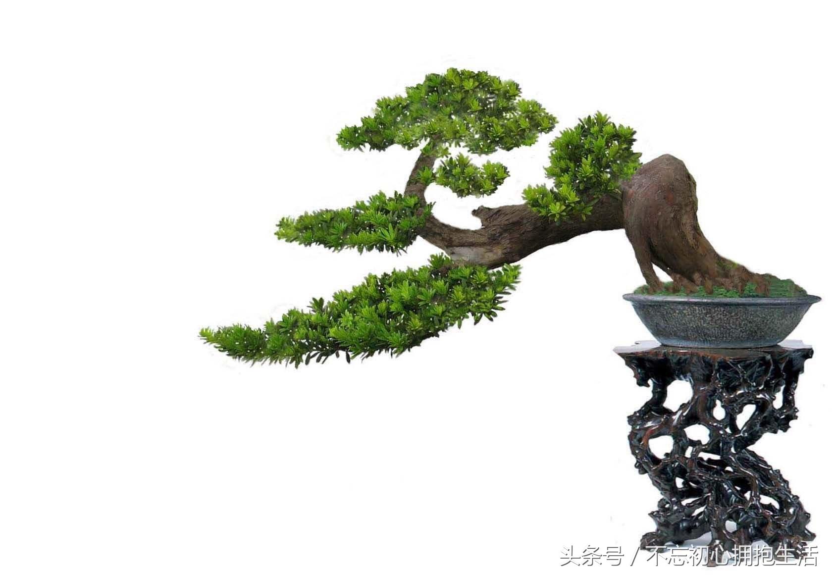 一定要早看 家中摆什么招财-招财是什么器官