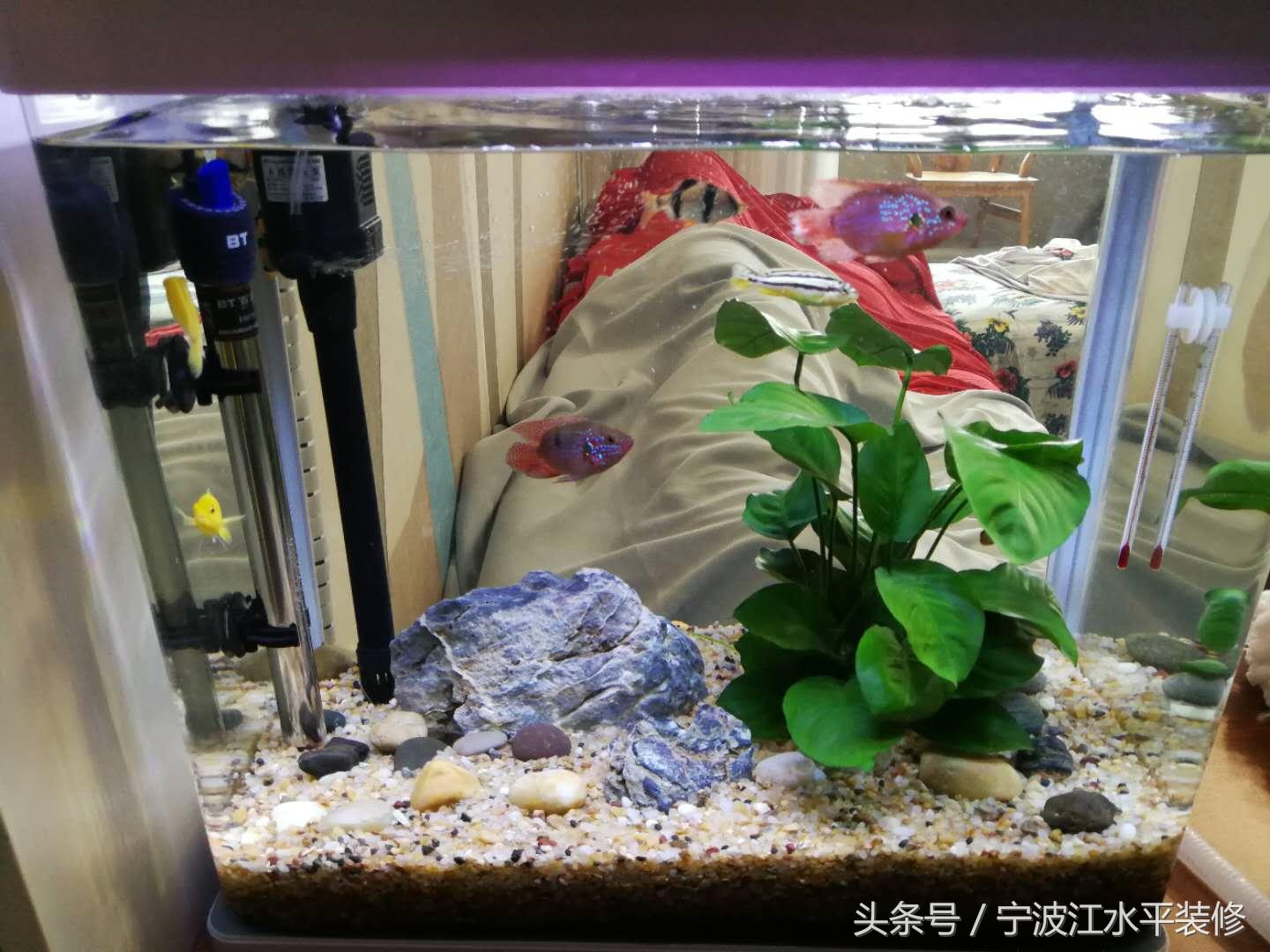 家有此风水 鱼缸利财运-创意鱼缸流水摆件适合什么样家庭