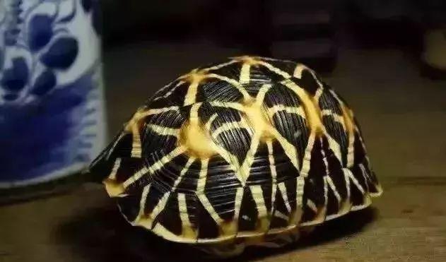 算命的片段-你有没有遇到过咸猪手