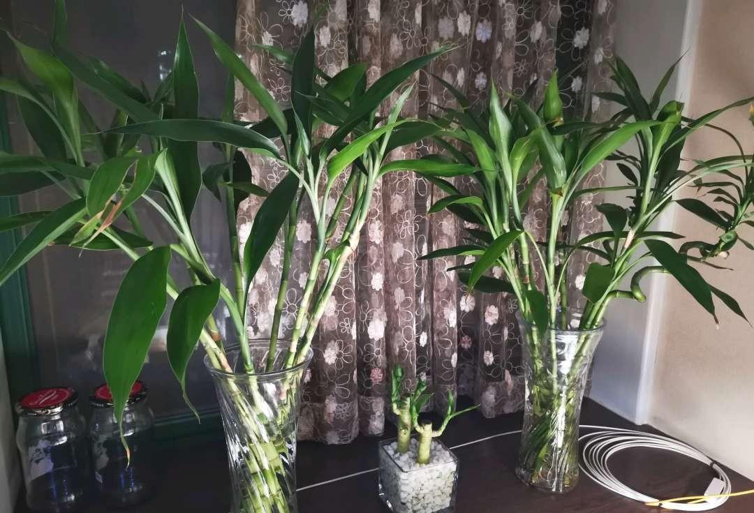 家里养什么花好 可以生成旺财风水-养什么植物招财