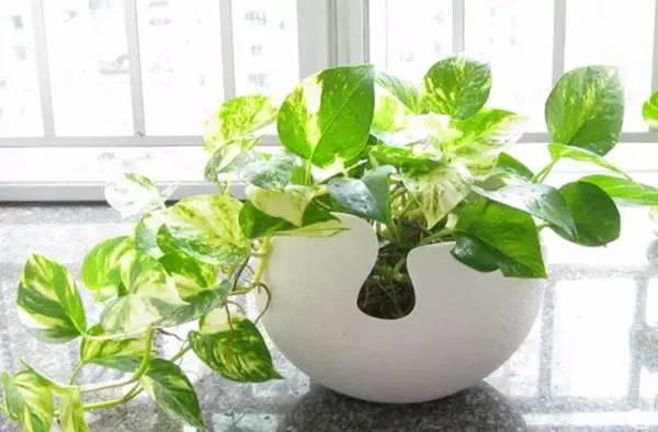 家居风水：家中财位摆放禁忌-夏威夷竹放财位行吗