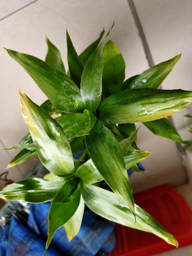 植物摆在家里什么位置 哪些植物好-进门玄关上放什么植物好看
