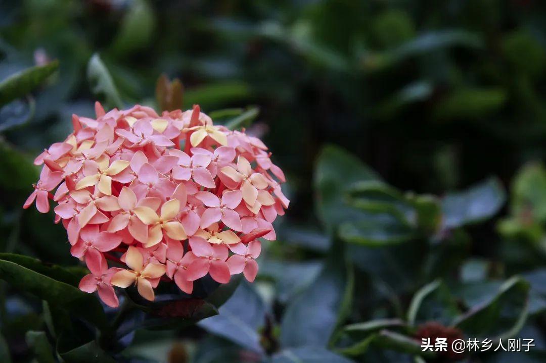属龙的人办公室养什么花最旺财-虎皮兰适合什么属相人养