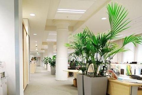 需要注意的植物摆放风水讲究-茶桌绿植摆放讲究
