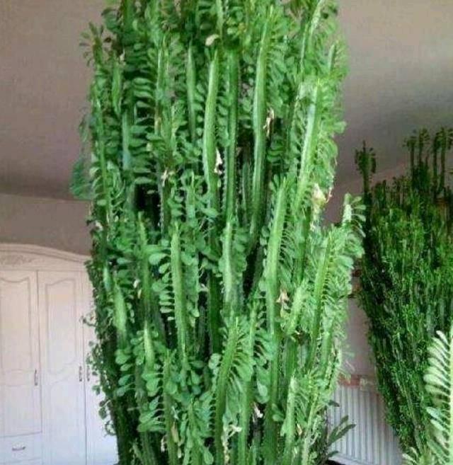 在家里种哪些风水植物能够既旺财又旺运？-室内养什么花最好