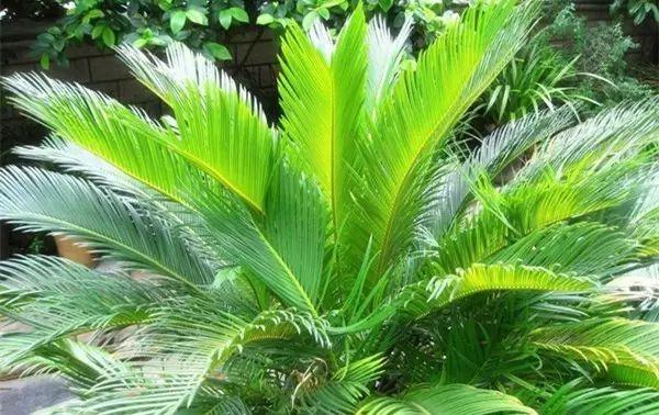 在家里种什么植物可以让风水旺财 绿植盆栽可守财-农村俗语宅子有三喜