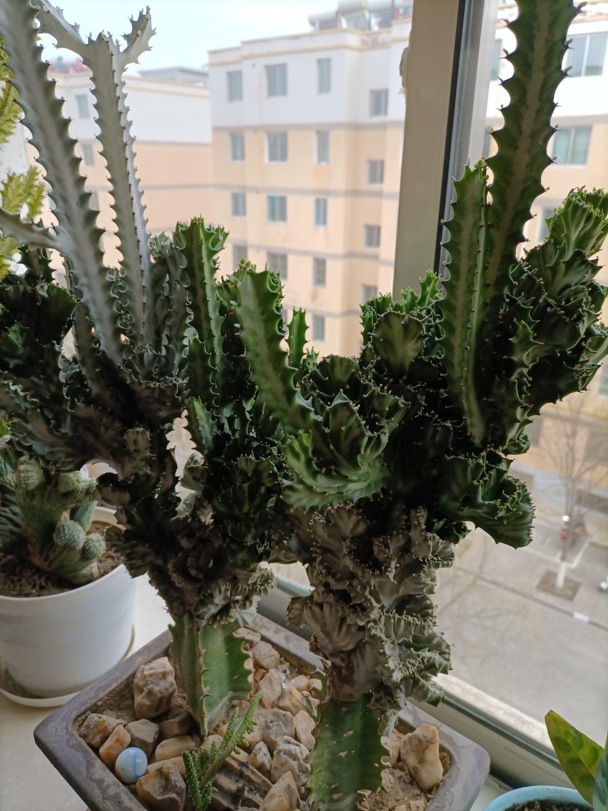 龙骨花放哪里最旺财 有何讲究-有哪些适合家里养的既好看又好养的绿植推荐