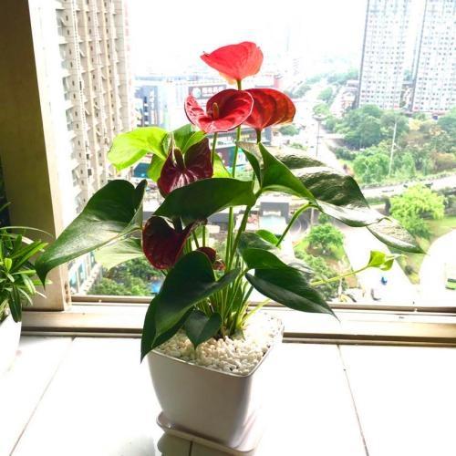 办公区绿植摆放的风水 位置有讲究-发财树可以放办公桌面两边吗