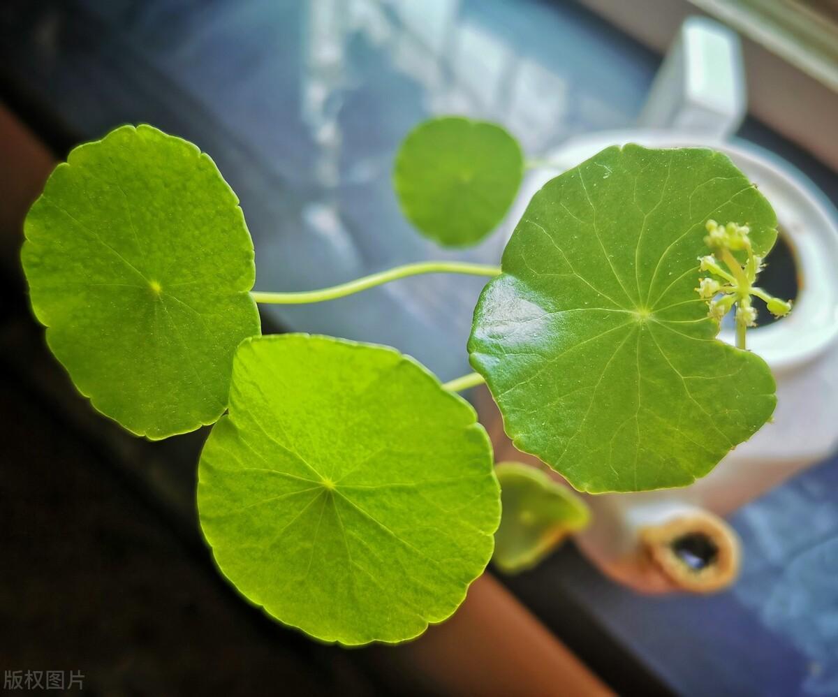 家里种什么植物风水好又旺财 富贵竹和铜钱草-水泡植物有哪些