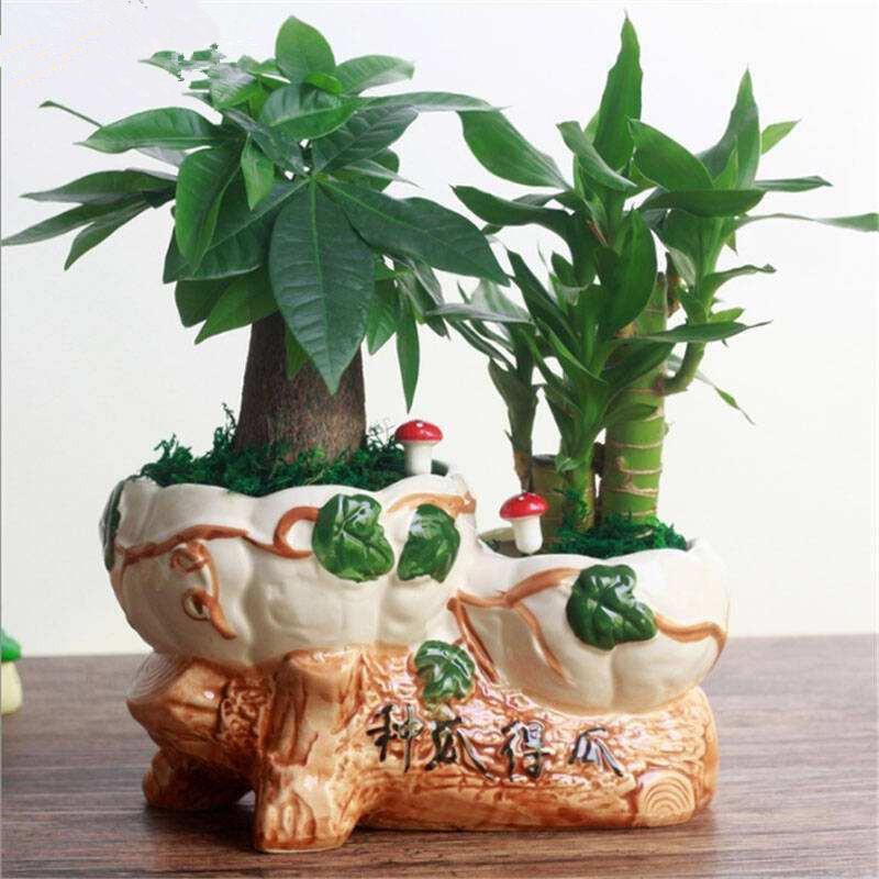 做生意店门口招财植物 放富贵竹能开运-海鲜店适合养什么植物