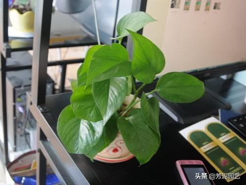 办公室风水植物首选 放什么好-办公室放小金鱼乌龟好