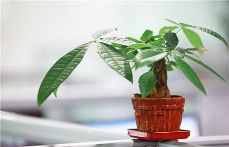什么植物最招财 店里放什么招财植物-工厂种什么花招财