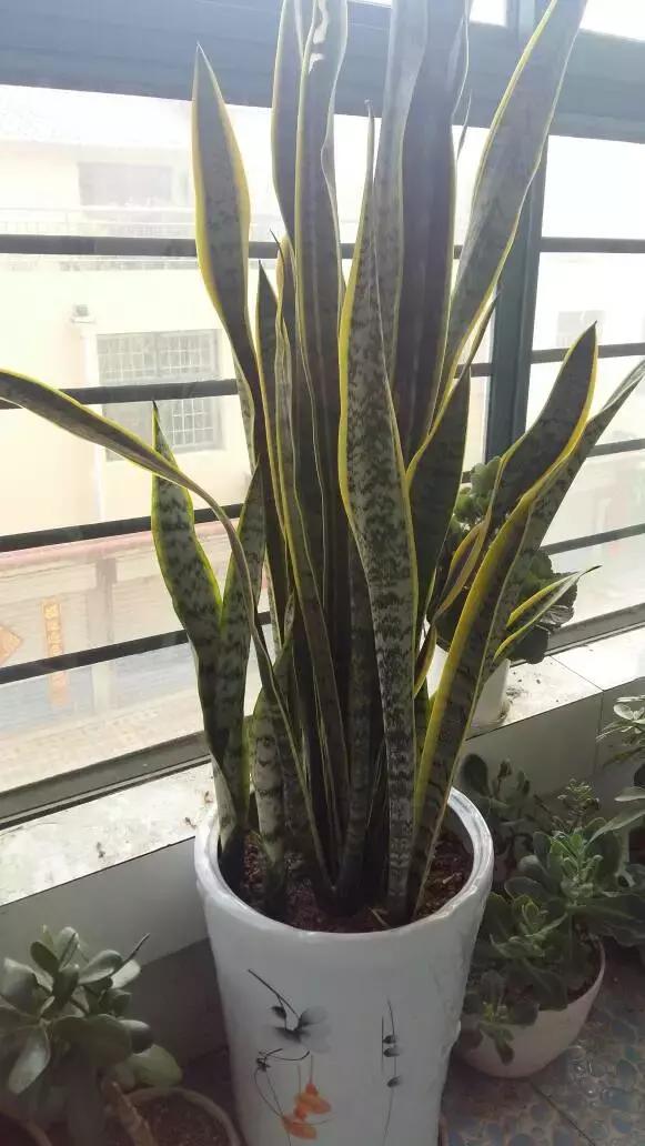 居家风水植物推荐 虎皮兰可生财生旺-走廊应该摆放哪些植物有什么作用