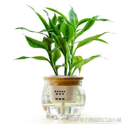 植物风水告诉你，转运竹叶子发黄怎么办-竹竿能长吗