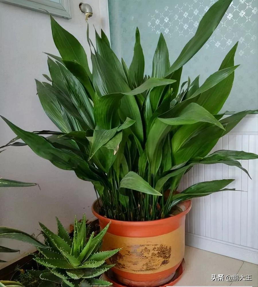 一叶兰的风水作用，要如何摆放-富贵树能跟一叶兰种一个盆么