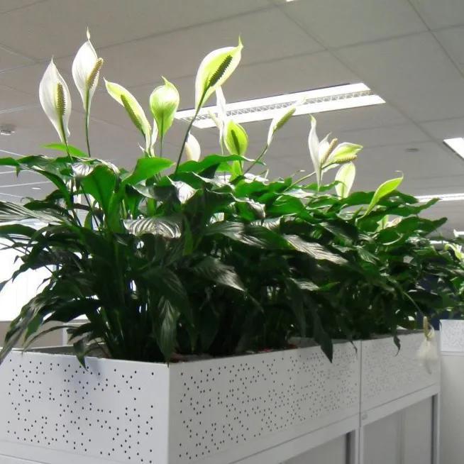 室内种什么植物風水好又旺财 什么花适合放在客厅-最适合客厅的30种大植物