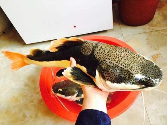招财猫摆放位置有哪些忌讳？-养招财猫鱼怎么布置鱼缸呢