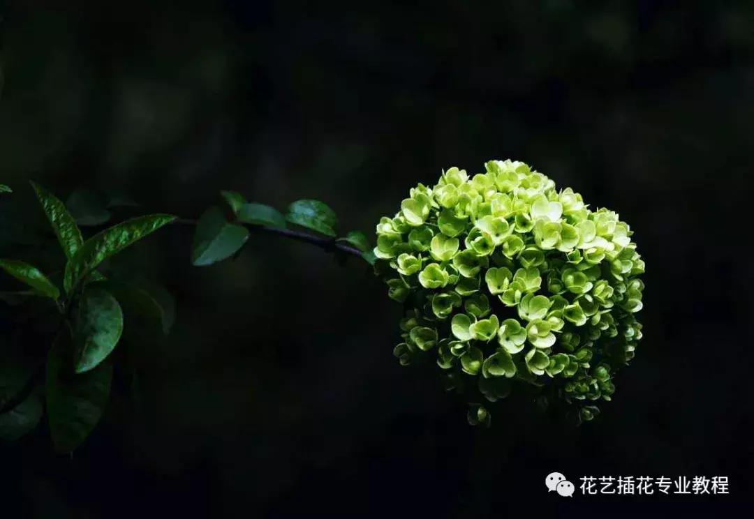 店铺风水说：适合放店里的花都有哪些-门口两边栽月季花好不好