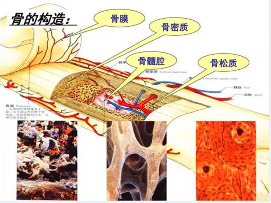 骨头重量算命一个腿骨大约有几斤