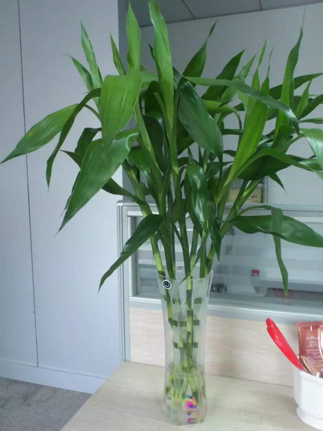 植物风水说：兴旺竹的风水作用是什么-兴旺竹有毒吗