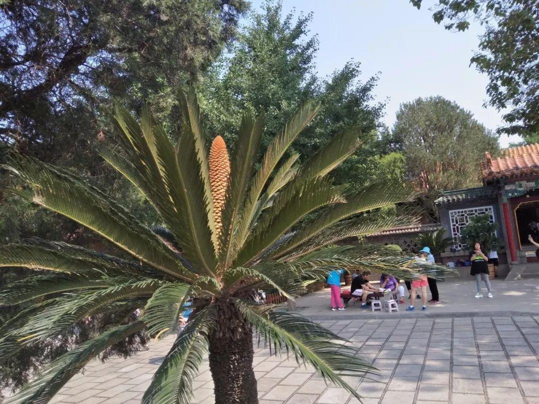 铁树放在大门口吉利吗？铁树的风水作用-南方门前栽什么树最好