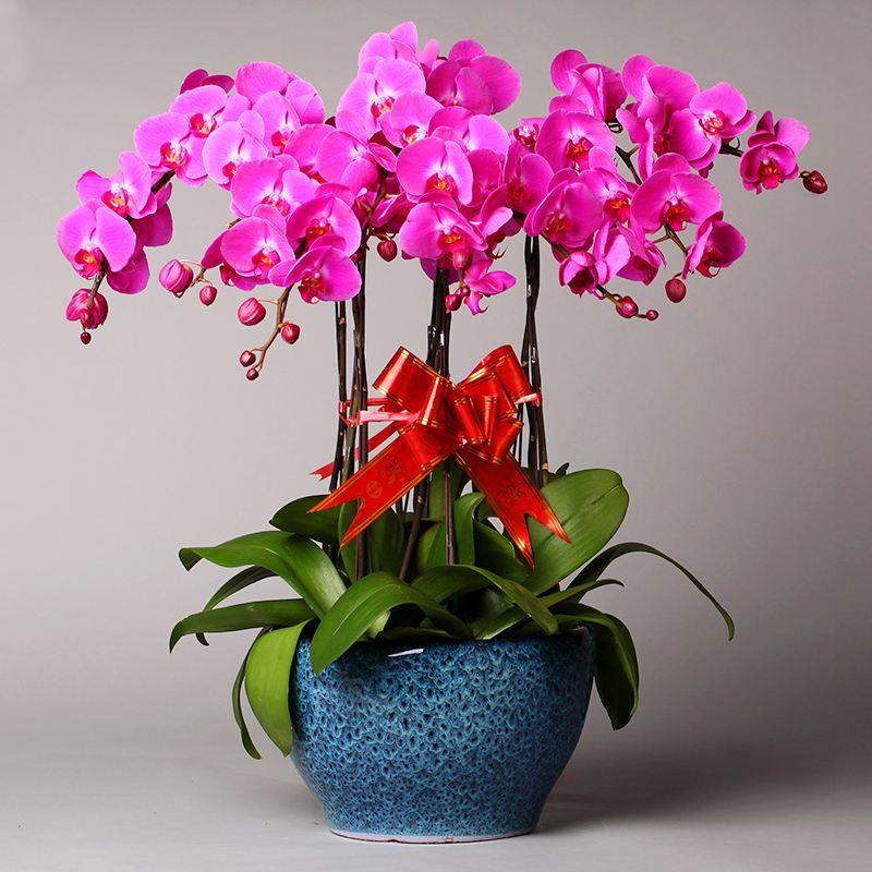 旺财的花卉有哪些 这些花旺财又好养-什么花寓意坚持可以在家里种