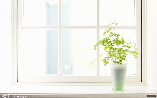 最适合摆放的绿色室内植物-院子里种哪些植物可以一年四季都有绿色
