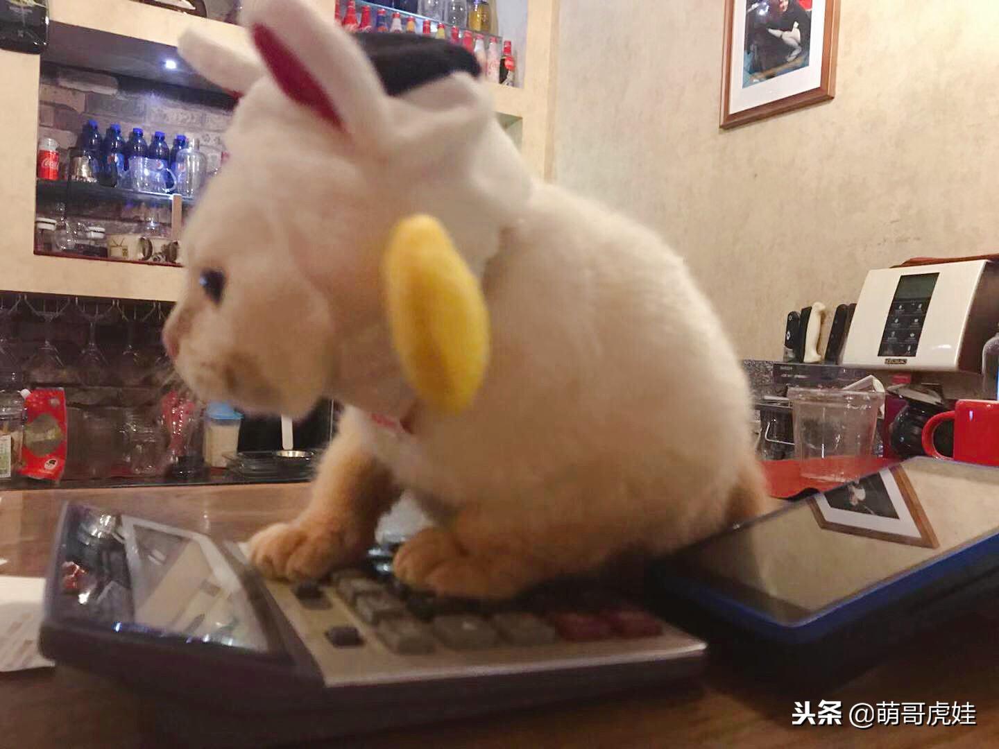 风水学店里放什么招财最灵验-收银台上应该放什么花