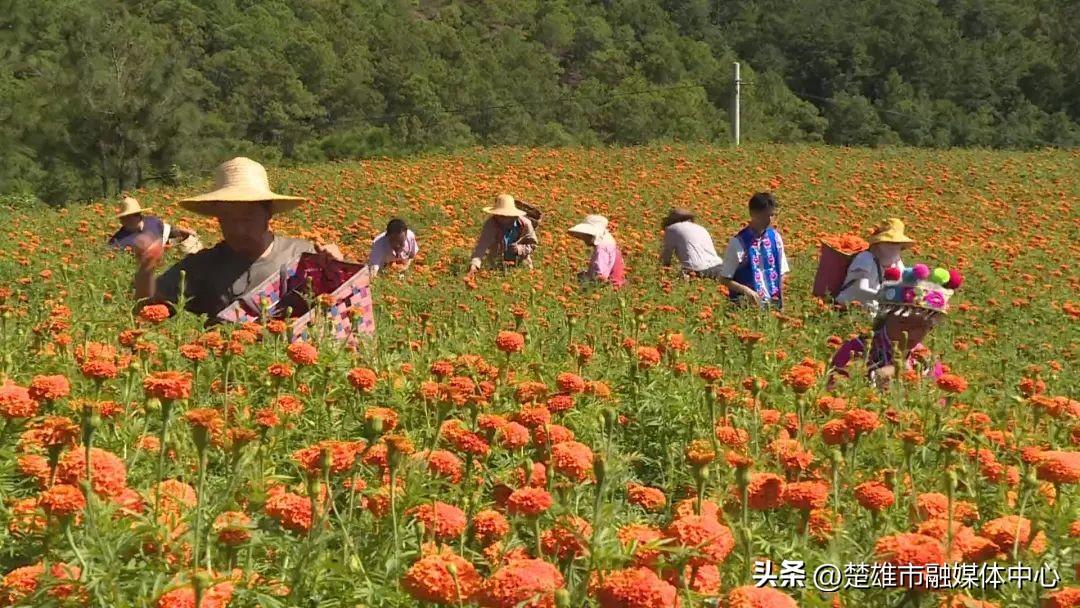 子午冲的后果-冲马是什么