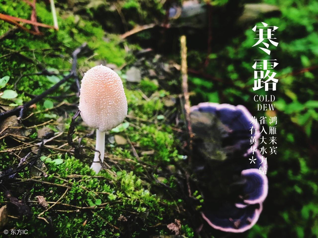 干支历大全-今年称什么年