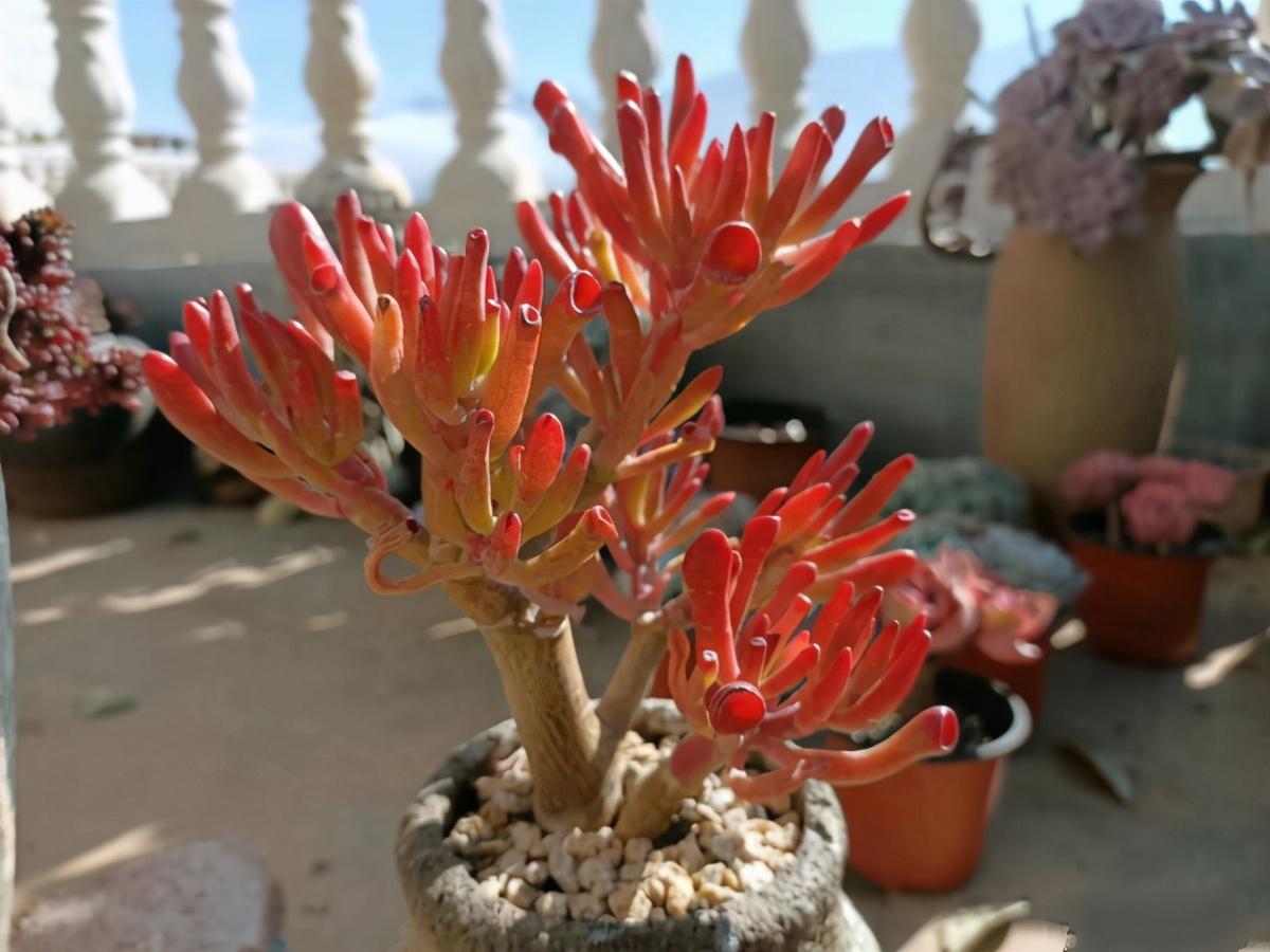 最旺的招财鲜花 你知道是什么吗-有什么可以长期做的兼职